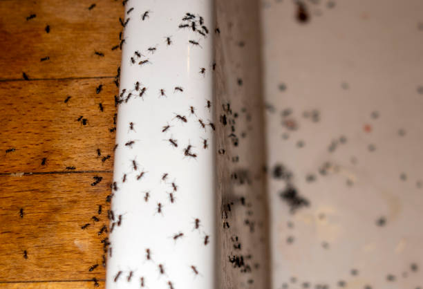 Best Best Pest Control Companies  in Terre Haute, IN