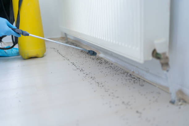 Best Flea Control Services  in Terre Haute, IN