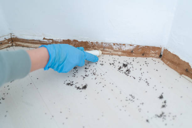 Best Local Pest Control Services  in Terre Haute, IN